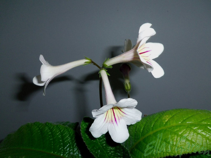 01 apr. 2012 - Streptocarpus Paper Moon