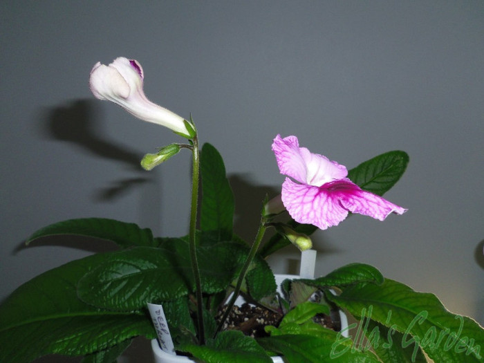 01 apr. 2012 - Streptocarpus Deep Throat