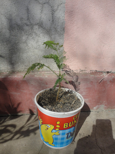 Urmeaza sa o mut in gradina