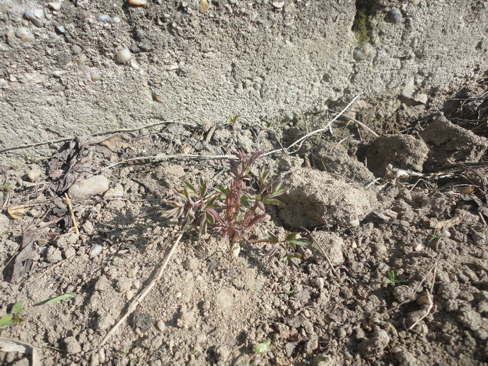 Dicentra spectabilis rosie - Gradina  2012