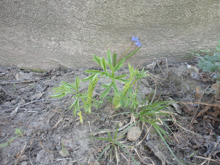 Dicentra spectabilis alba - Gradina  2012