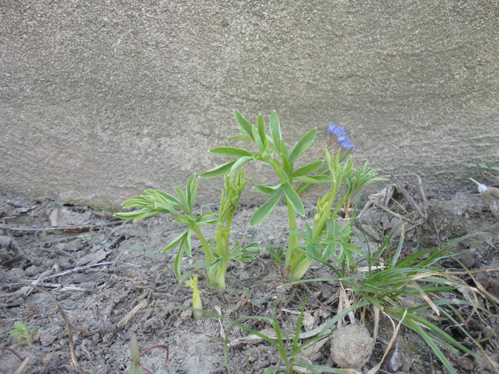 Aceeasi dicentra alba - Gradina  2012