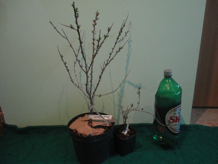 Ambele plante(polenizator si productiv) - Achizitii 2012