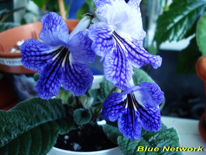 Blue Network  (2-04-2012) - Streptocarpusi 2012