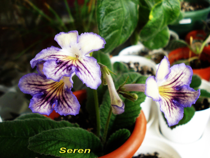 Seren (2-04-2012) - Streptocarpusi 2012