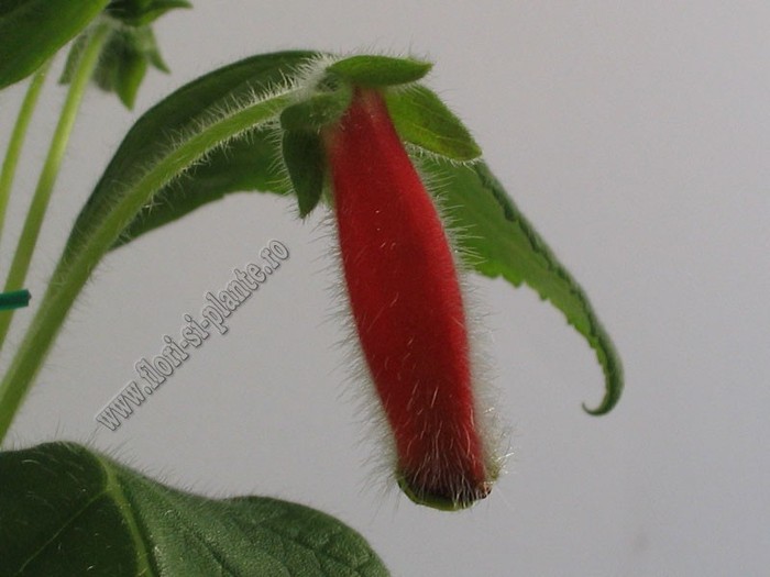 NEW - Kohleria Ragna; 2012
