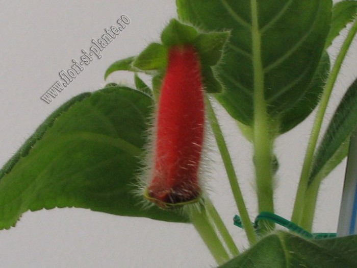 NEW - Kohleria Ragna; 2012
