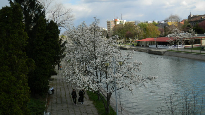 DSCN1191 - TIMISOARA 2012