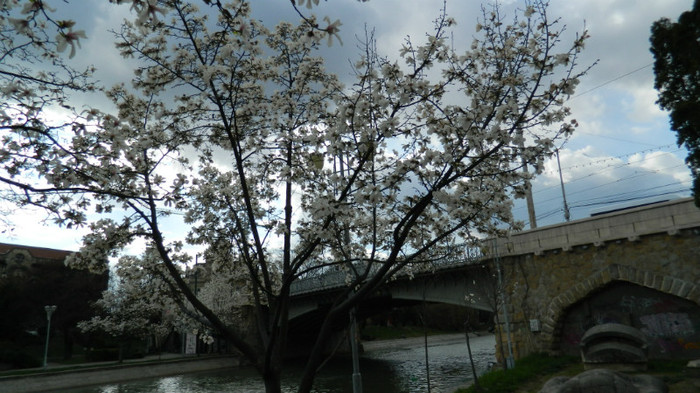 DSCN1207 - TIMISOARA 2012