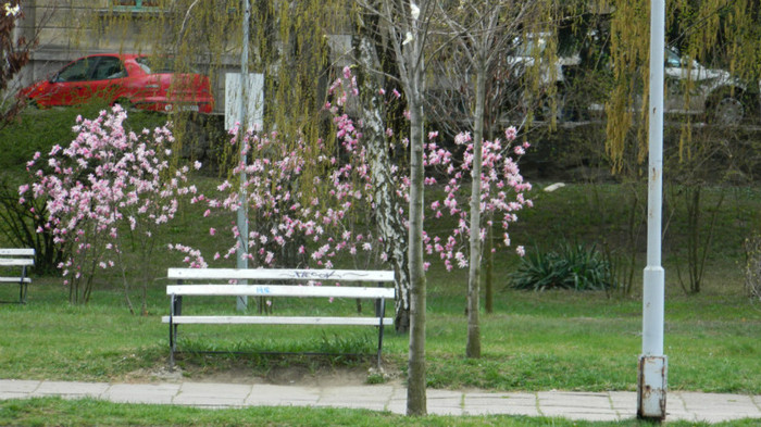 DSCN1214 - TIMISOARA 2012