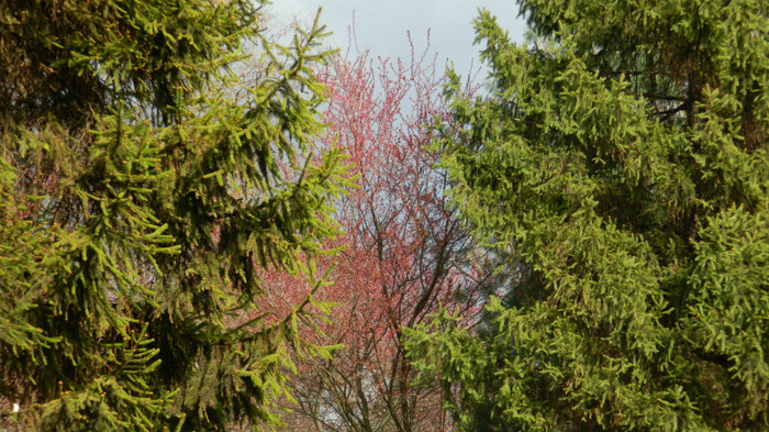 DSCN1230 - TIMISOARA 2012