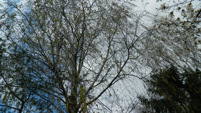 DSCN1239 - TIMISOARA 2012