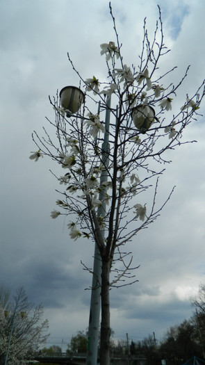 DSCN1243 - TIMISOARA 2012