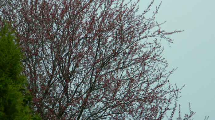 DSCN1245 - TIMISOARA 2012