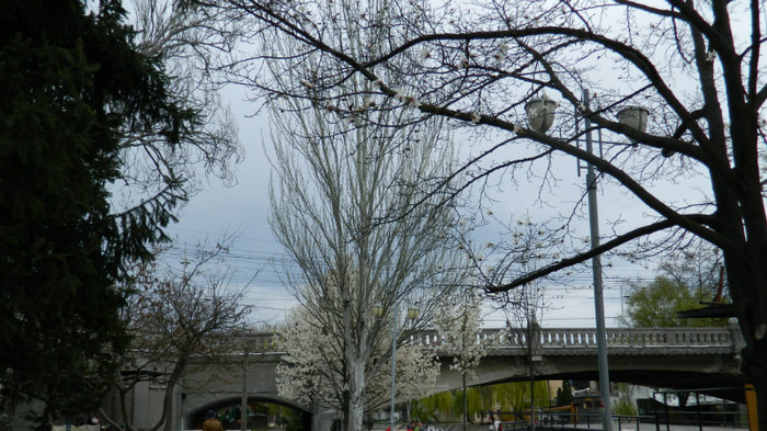 DSCN1254 - TIMISOARA 2012