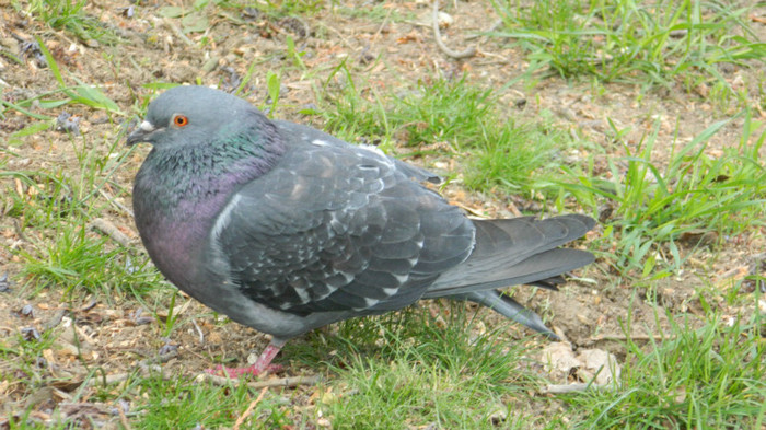 DSCN1256 - TIMISOARA 2012