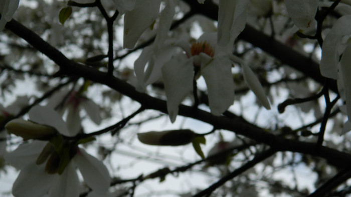 DSCN1257 - TIMISOARA 2012