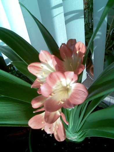 clivia, dis de dimineata 02.04