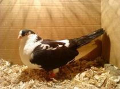 cazator.mort in 02 04 2012 - porumbei pierduti