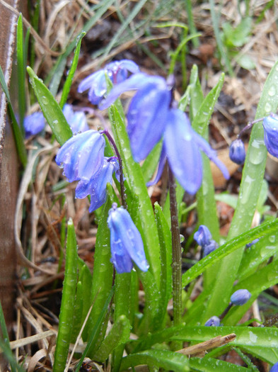 Scilla siberica (2012, April 01) Scilla siberica (2012, April 01)