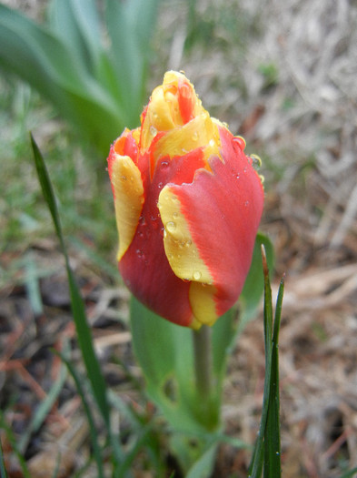 Tulipa Stresa (2012, April 01)
