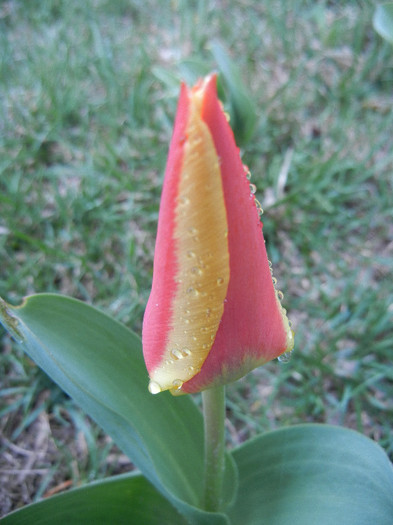 Tulipa Stresa (2012, April 01) - Tulipa Stresa