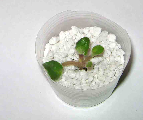 METODA 1 -pui plantat in perlit - Inmultirea violetelor - prin sukeri