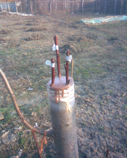 Centenar triangulaţie si despicătură; portaltoi prun l-a dislocat vantul iarna si am taiat coroana
