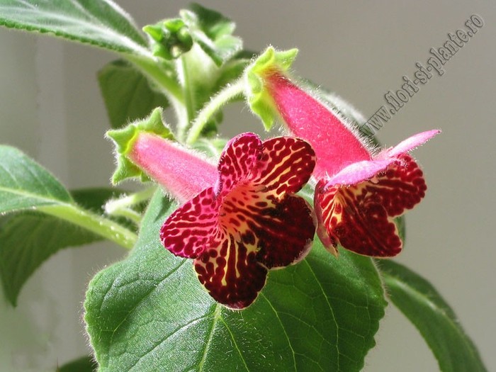 NEW - Kohleria Alida; 2012
