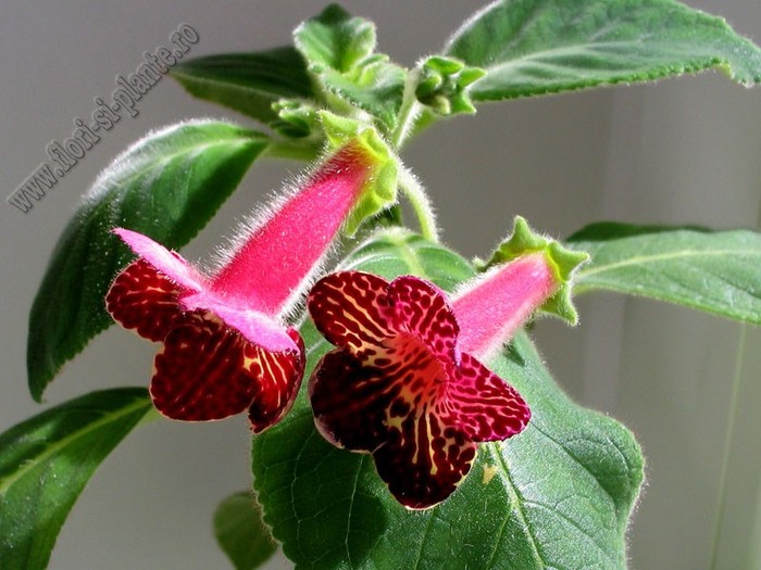 NEW - Kohleria Alida; 2012
