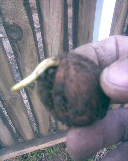 nuca germinata - altoiri 2012
