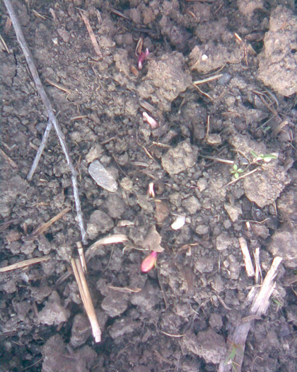 samburi corcodus rasariti - altoiri 2012