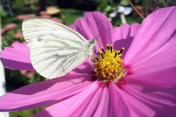 fluturi albi - Fluturi si flori