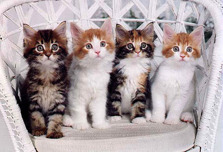 pisici frumoase - Pisici haioase si scumpe