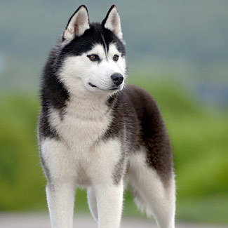 caine husky minunat - Caini de diferite rase