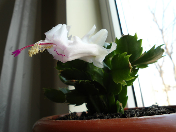 Schlumbergera