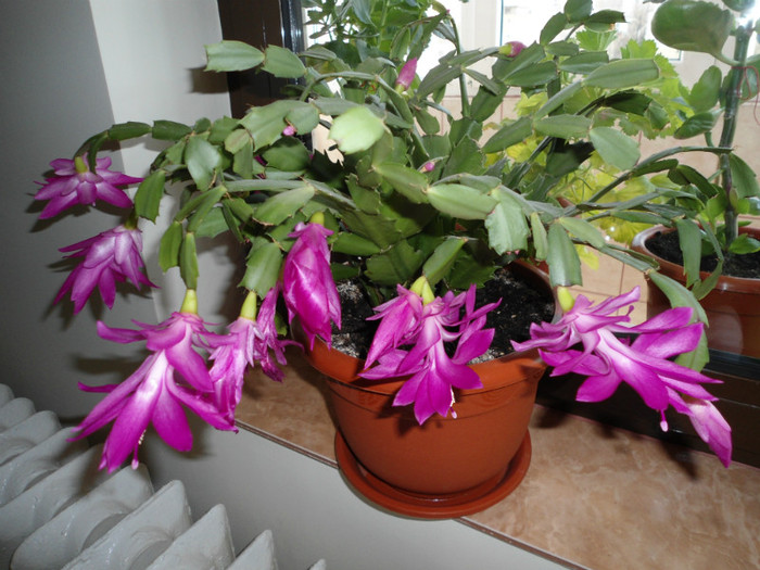 Schlumbergera