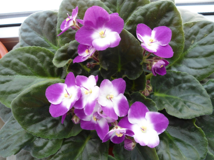 Violete 32 - violete