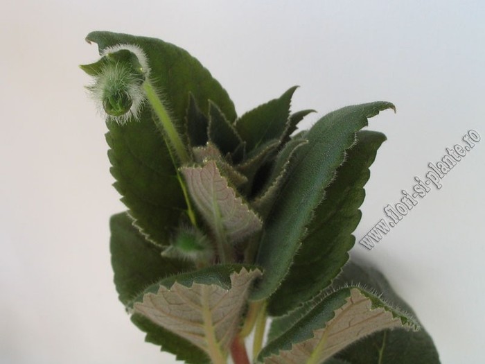 NEW - Kohleria Boomerang; 2012
