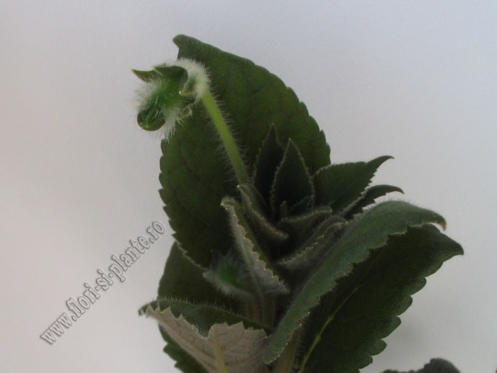 NEW - Kohleria Boomerang; 2012
