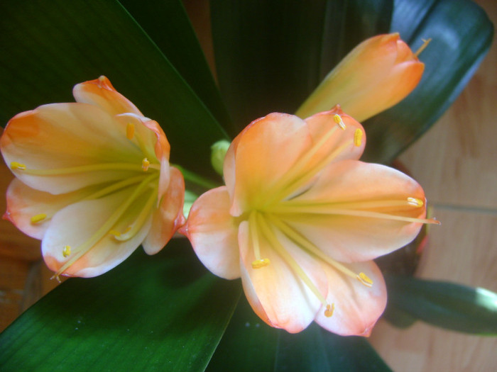  - CLIVIA