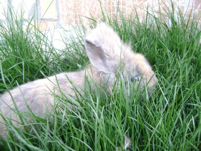 mascul - noua achizitie angora