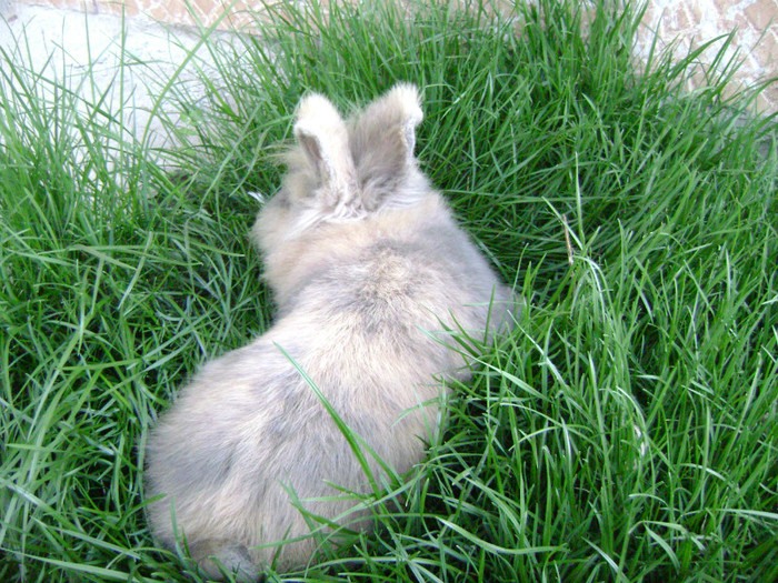 mascul - noua achizitie angora