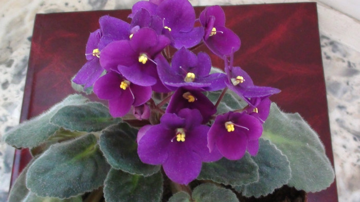 DSC00854 - Violete 2012