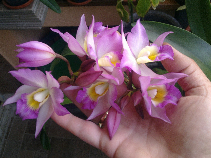 Iwanagara Aplle Blossom - cattleya