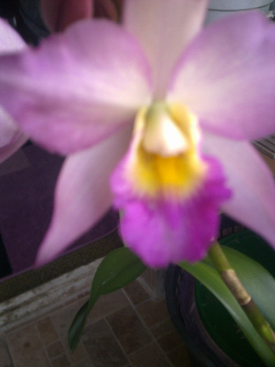 Imagine1255 - cattleya