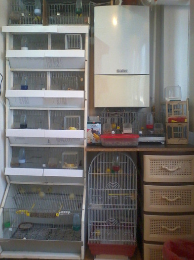 2012-03-30 17.54.20; boxe canari roller
