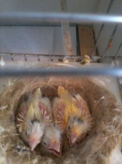 2012-03-15 17.04.19; pui roller 07;08 si 09
