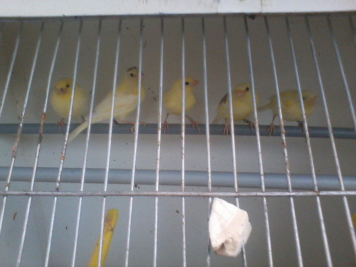 2012-03-15 17.05.23; voliera pui roller 2012
