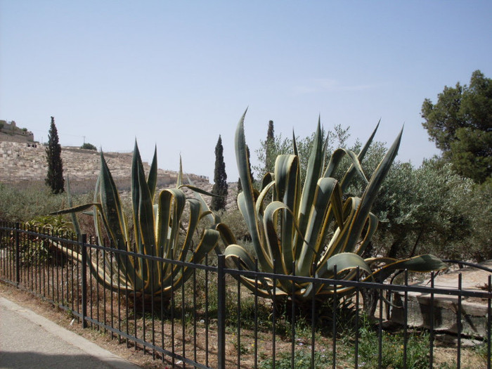 SDC13011; CACTUSI IN IERUSALIM
